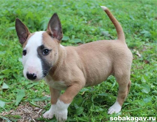 Миниатюрный бультерьер: описание породы и как выглядит карликовый мини питомец