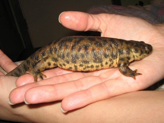 Гребенчатый тритон – особенности содержания в домашних условиях и рекомендации по питанию