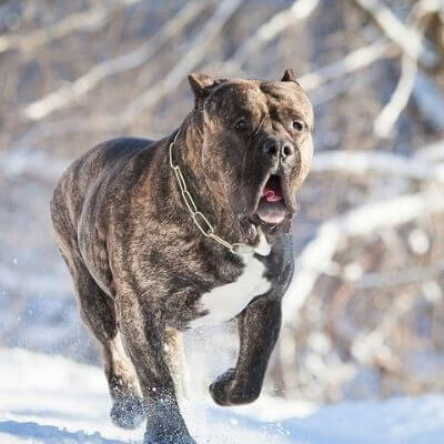 Характер канарского дога Канарский дог (перро де преса канарио) — описание породы собак, особенности