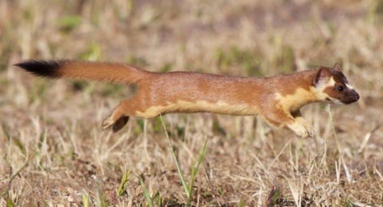 Ласки домашние: уход и содержание