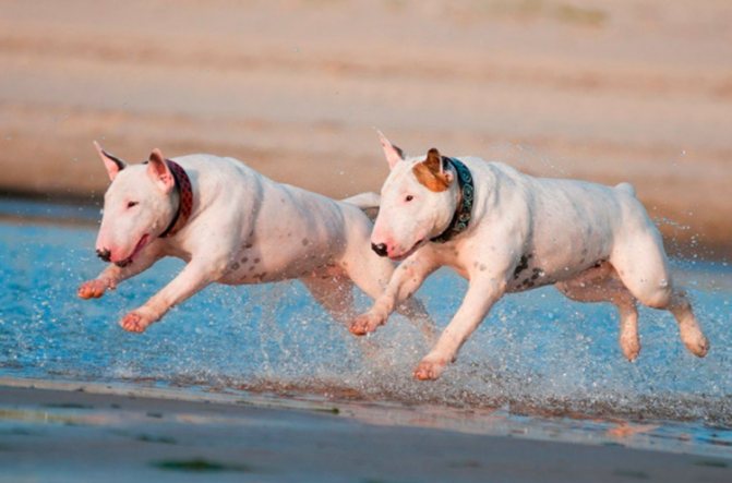 Собака с крысиной мордой: как называется порода, каковы ее особенности