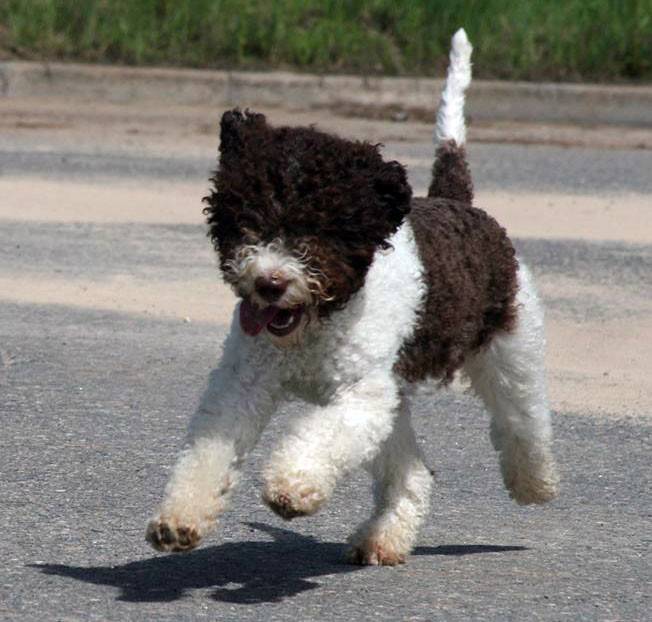 Лаготто Романьоло - описание породы, плюсы и минусы