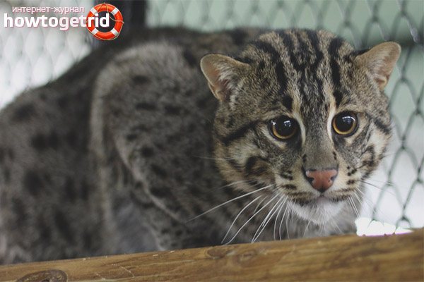 Виверровый кот-рыболов: описание, среда обитания, характер, содержание в домашних условиях