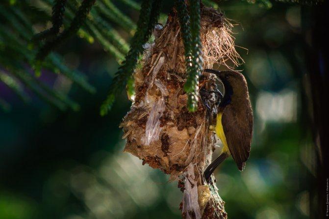 Нектарница: интересные факты о птицах