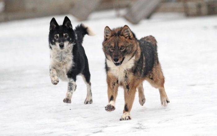 Шалайка (собака Сулимова) — описание, особенности новой породы в России