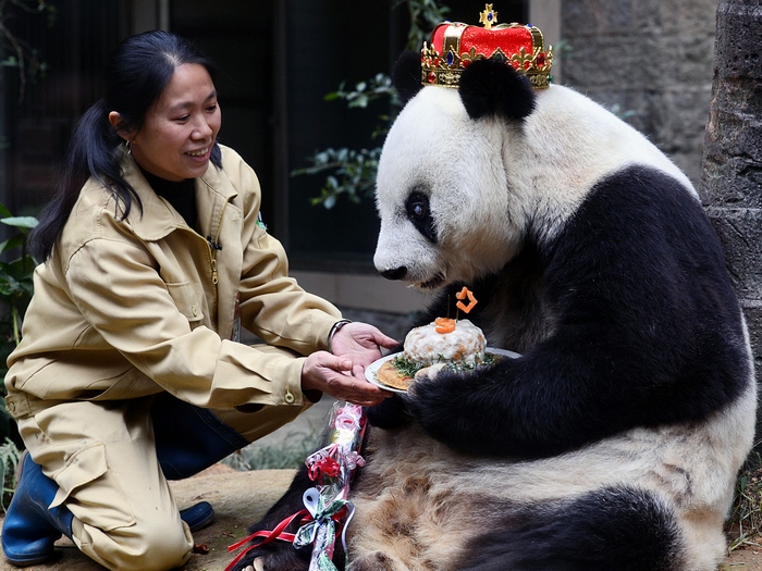 Большая панда: описание, где обитает, чем питается, угрозы