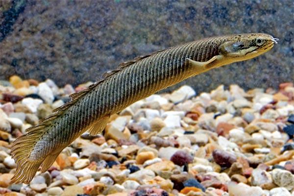 Полиптерус: сенегальский, эндлихера, дельгези, рыба дракон, аквариумный многопер, орнатипинис, альбинос (содержание, совместимость)