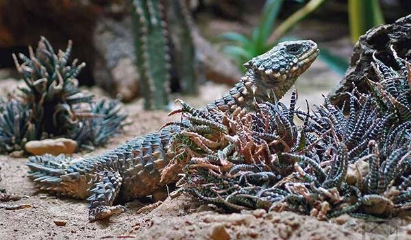 Поясохвост