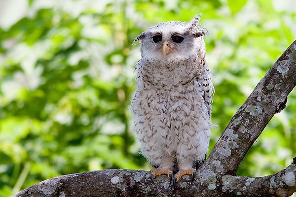 На сколько может поворачивается голова у совы и почему она крутится