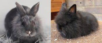 Львиноголовый кролик: описание и характеристики породы, содержание и уход
