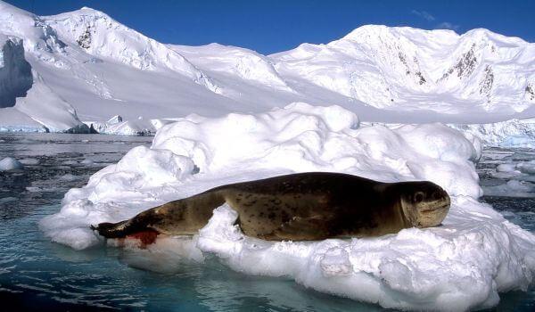 Морской леопард – животное Антарктиды