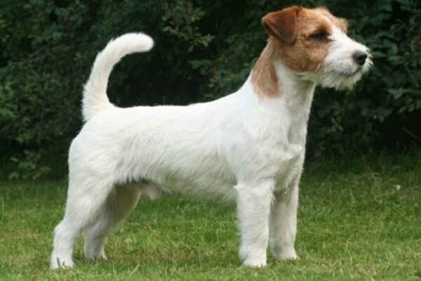 Разновидности джек-рассел-терьеров: о жесткошерстном и гладкошерстном виде