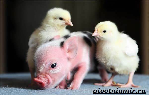 Маленькая декоративная свинка: уход и содержание мини пиги в домашних условиях