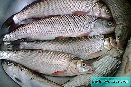 Кутум: описание, особенности, виды, образ жизни и среда обитания