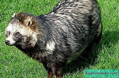 Редкие животные из Красной книги Приморского края — список, характеристика и фото