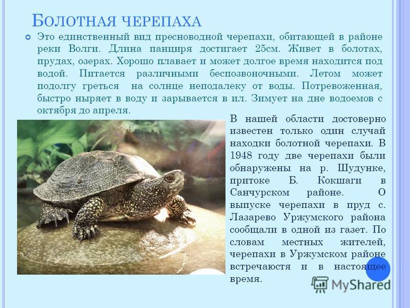 Как зимой комфортно красноухие и шухупутные черепахи