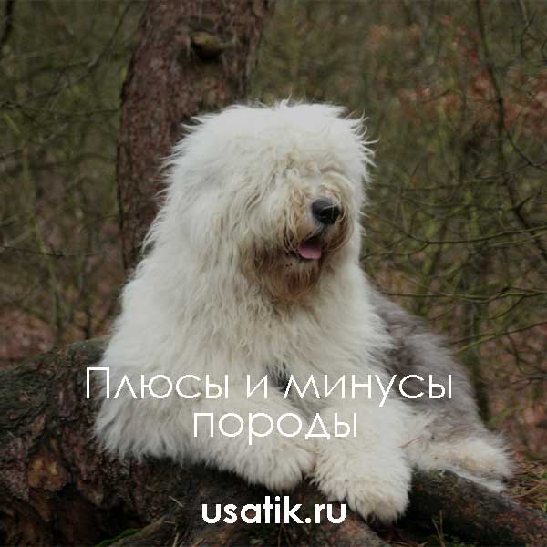 Собака бобтейл (староанглийская овчарка) — описание породы, правила содержания