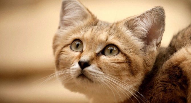 Барханный кот – как правильно ухаживать за таким экзотическим питомцем, интересные факты о породе