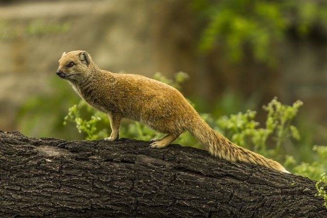 Мангуст: бесстрашный охотник на змей