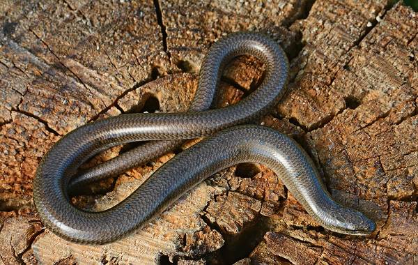 Поясохвост