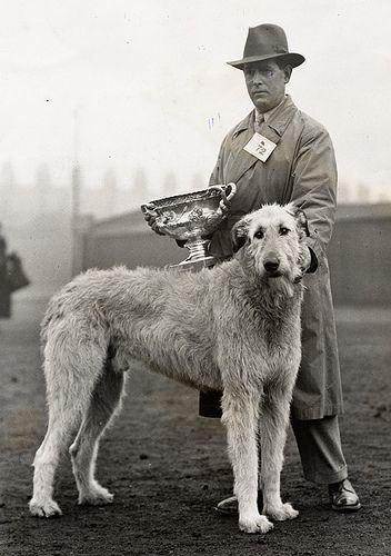 Какие существуют собаки волкодавы: описание русских, немецких и азиатских пород