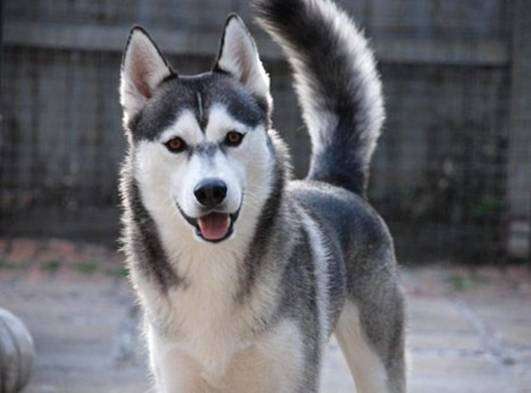 Порода собак якутская лайка и ее характеристики с фото