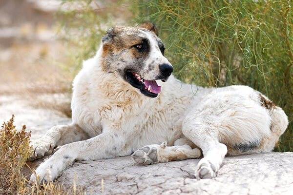 Какие существуют собаки волкодавы: описание русских, немецких и азиатских пород
