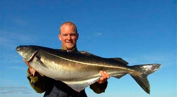 Польза и вред сайды