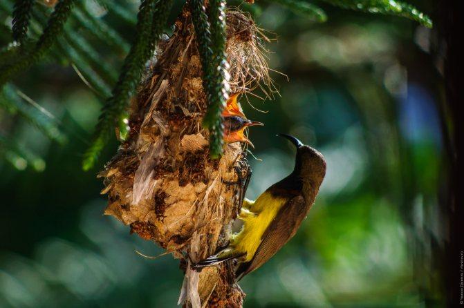 Нектарница: интересные факты о птицах