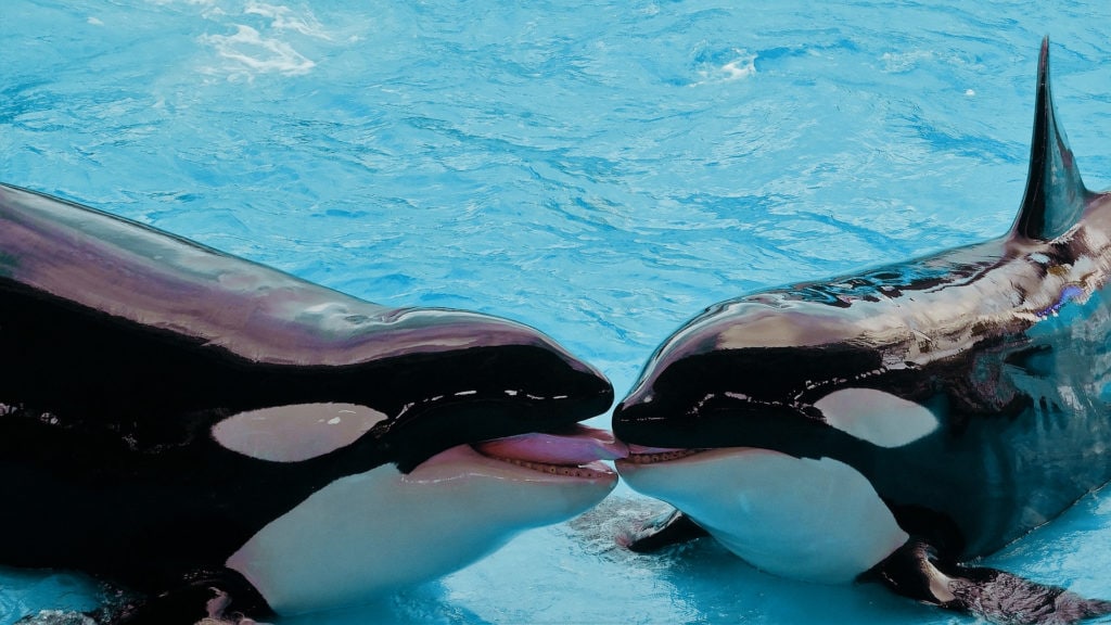 Косатки - долгожители среди дельфинов