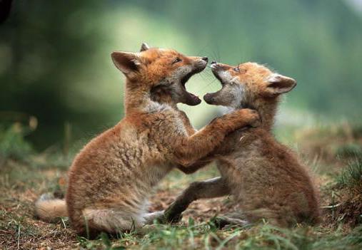 Чернобурая лиса - что за зверь; описание, история появления и особенности жизни