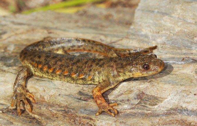 Гребенчатый тритон – особенности содержания в домашних условиях и рекомендации по питанию