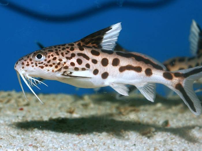 Сом кукушка: описание содержания, совместимости