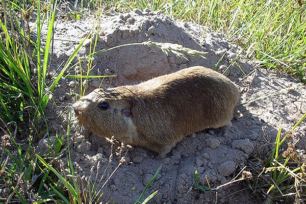 10 существ, которые живут под землей