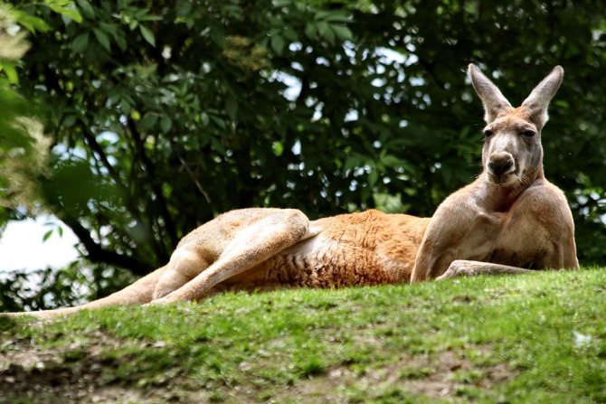 Большой рыжий кенгуру: интересные факты о животном