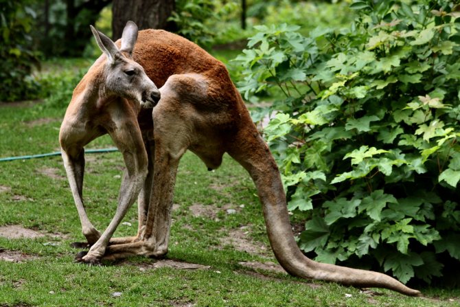 Большой рыжий кенгуру: интересные факты о животном