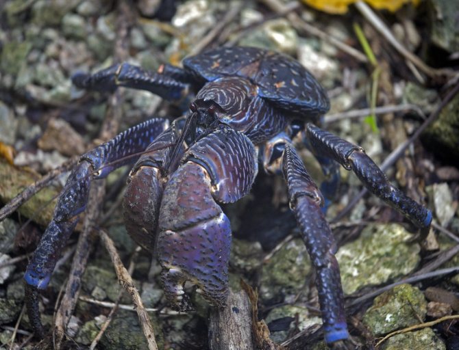 Кокосовый краб – крупнейший представитель членистоногих