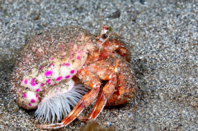 Взаимоотношения рака отшельника и других организмов называют: 1) взаимовыгодными 2)паразитическими3)конкурентными4) хищническими 