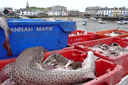 Кошачья акула