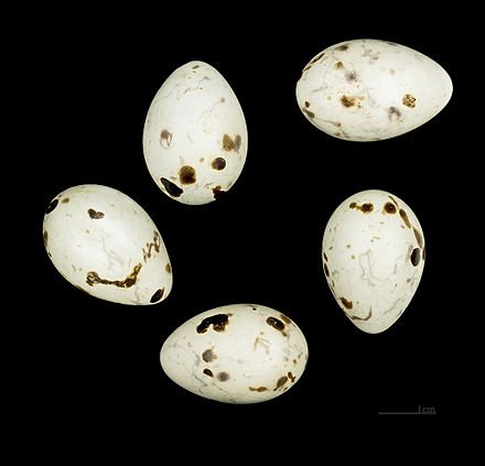 Птица дубонос и интересные факты о нем