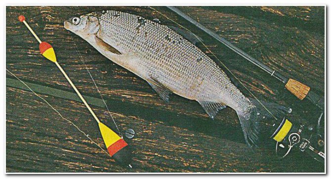 Ловля сига зимой: где водится, снасти, как ловить, тактика и техника