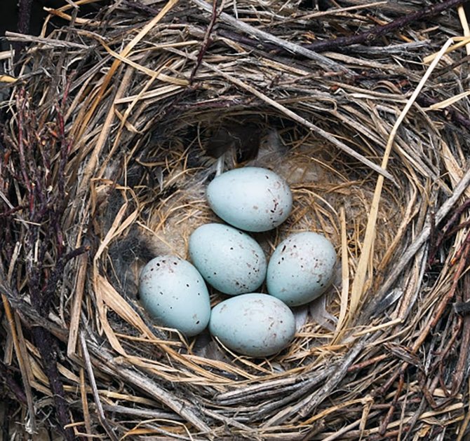 Чечетка (Carduelis flammea)