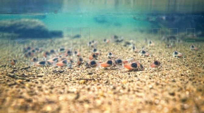 Коридорас Венесуэльский (Corydoras venezuelanus)