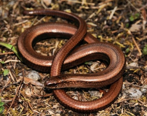 Ящерица-веретеница: какая она и как ее отличить от змеи