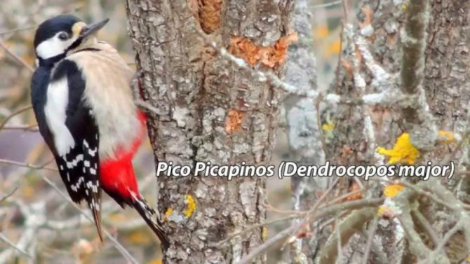 4694 - Большой дятел