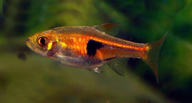 Расбора клинопятнистая: уход и содержание в аквариуме