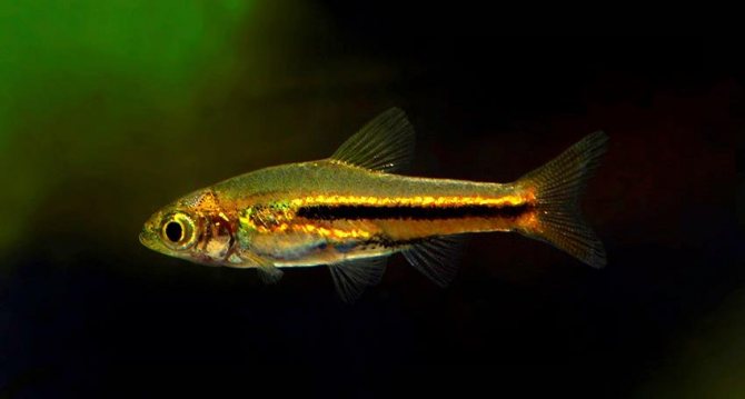 Расбора клинопятнистая: уход и содержание в аквариуме