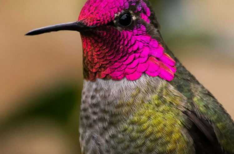 Птицы Краснодарского края: виды, описание