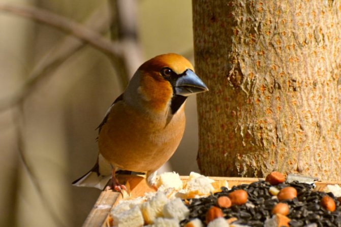 Птица дубонос и интересные факты о нем