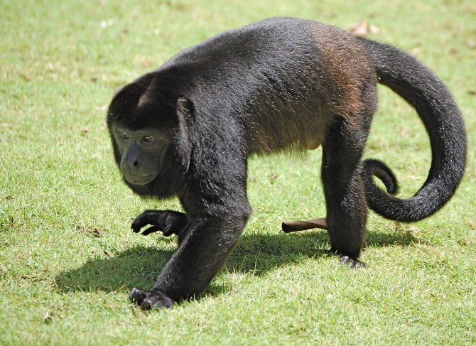 Ревуны - самые громкоголосые обезьяны